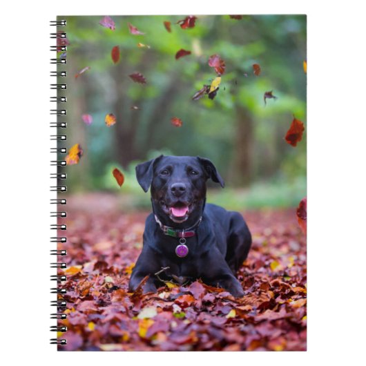 Carnet Black Labrador Dans Les Feuilles Automnes (Devant)