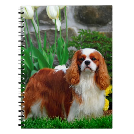 Carnet Blenheim Cavalier King Charles Spaniel Chien (Devant)