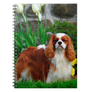 Carnet Blenheim Cavalier le roi Charles Spaniel