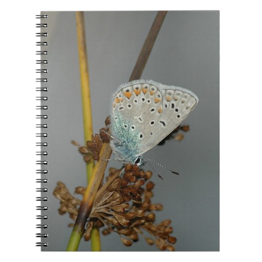 Carnet Bleu blanc orange avec points noirs Papillon (Devant)