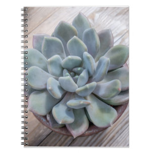 Carnet Bleu Turquoise Vert Succulent Echeveria Apus photo