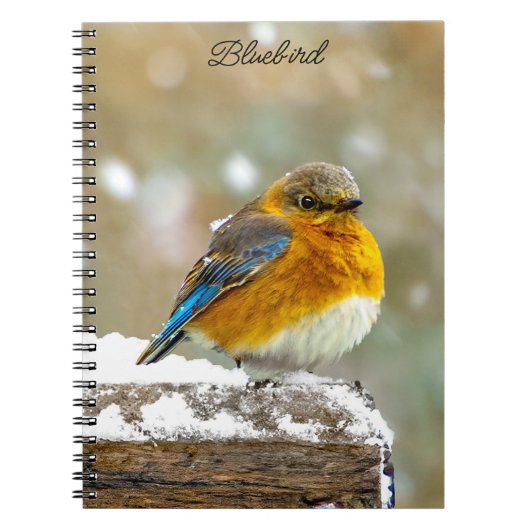 Carnet Bleuet de l'Est en neige - Photo originale (Devant)