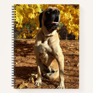 Carnet Bloc-notes en spirale Mastiff anglais