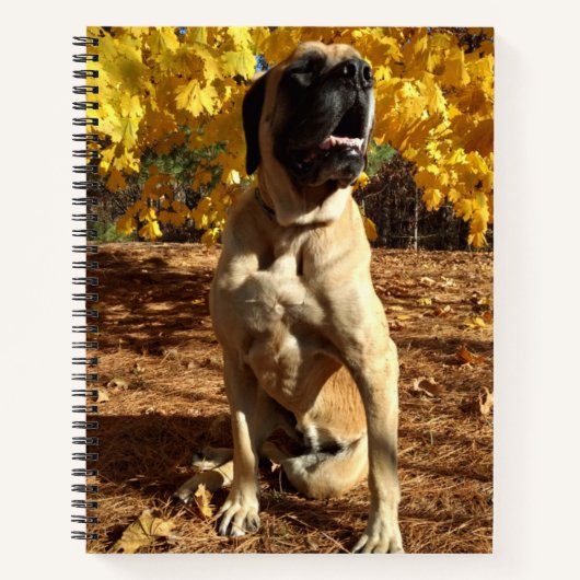 Carnet Bloc-notes en spirale Mastiff anglais (Devant)