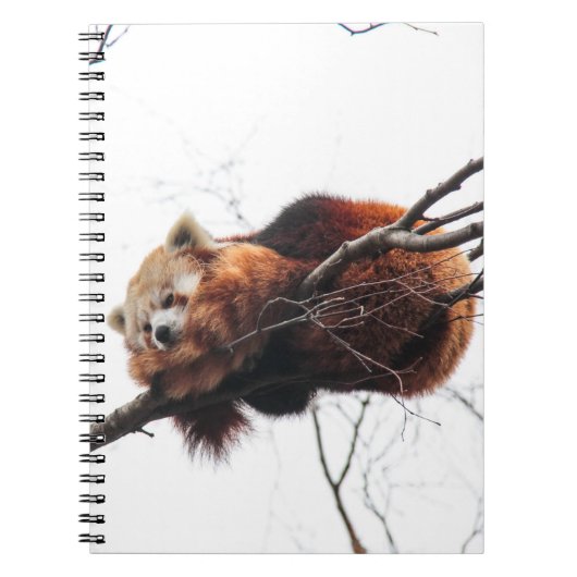 Carnet Bloc-notes Red Panda (Devant)
