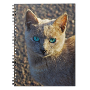 Carnet Blue Eyed