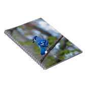 Carnet Blue Jay (Côté Droit)