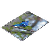 Carnet Blue Jay (Côté gauche)