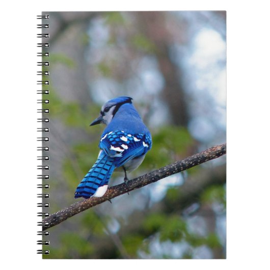 Carnet Blue Jay (Devant)