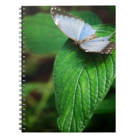 Carnet Blue Morpho 112 Notebook (Devant)