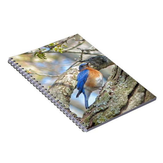 Carnet Bluebird (Côté Droit)