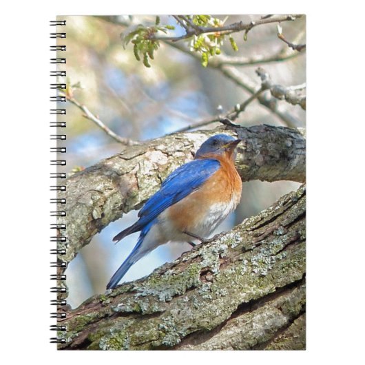 Carnet Bluebird (Devant)
