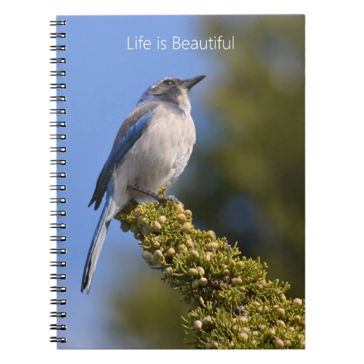 Carnet Bluebird Tree Branch (my photography) (Devant)