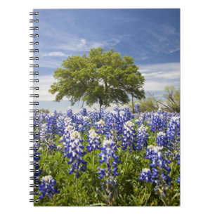 Carnet Bluebonnets du Texas (lupinus texensis) et chêne