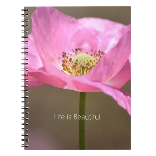 Carnet Blush Pink Iceland Poppy Flower (my photography) (Devant)