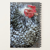 Carnet Boeuf de roche Plymouth Barré (Verso)