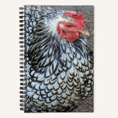 Carnet Boeuf de roche Plymouth Barré (Recto)