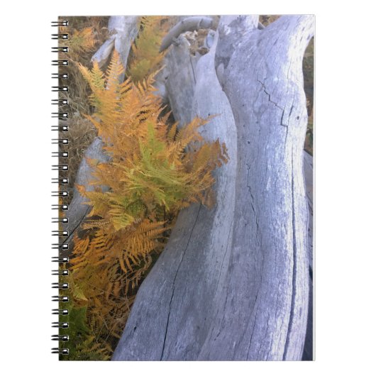 Carnet Bois d'automne (Devant)
