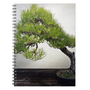 Carnet Bonsaïs japonais de pin noir
