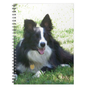 Carnet Border Collie