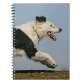 Carnet Border collie courant 2 (Devant)
