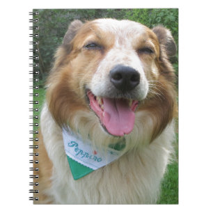 Carnet border collie mix