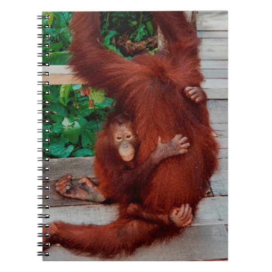 Carnet Bornéo orangoutan (Devant)