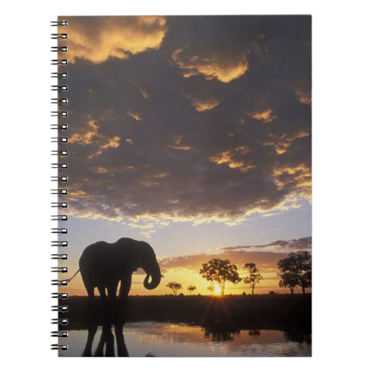 Carnet Botswana, parc national de Chobe, Éléphant (Devant)