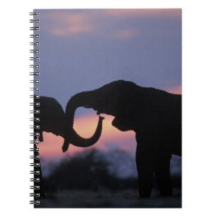 Carnet Botswana, parc national de Chobe, Éléphants