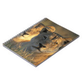 Carnet Botswana, parc national de Chobe, Lionnes (Côté gauche)