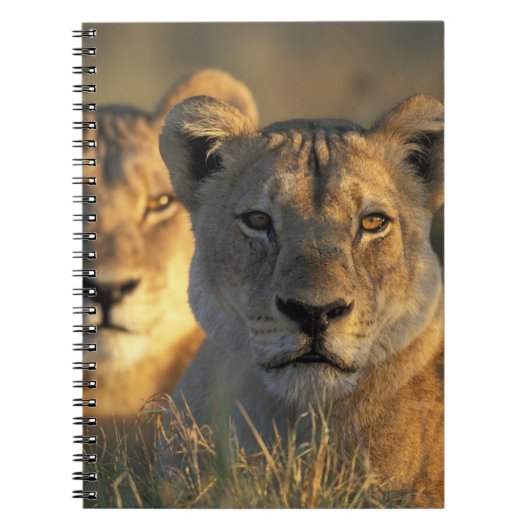 Carnet Botswana, parc national de Chobe, Lionnes (Devant)