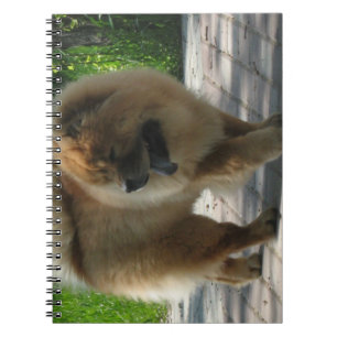 Carnet bouffe de bouffe full.png