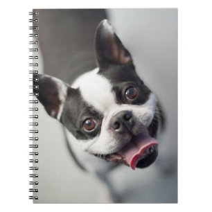 Carnet Bouledogue français des images de Getty