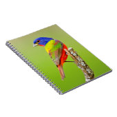 Carnet Bouton peint (Passerina ciris) Homme Perché (Côté Droit)