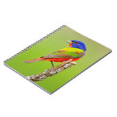 Carnet Bouton peint (Passerina ciris) Homme Perché (Côté gauche)