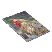 Carnet Brahma Rooster (Côté Droit)