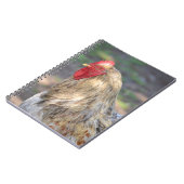 Carnet Brahma Rooster (Côté gauche)