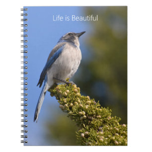 Carnet Branche d'arbre avec oiseau bleu (ma photographie)