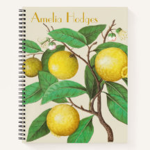 Branche de citron illustrée avec le nom Bullet Jou