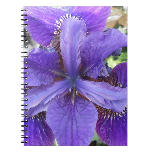 Carnet Brandeis (Devant)