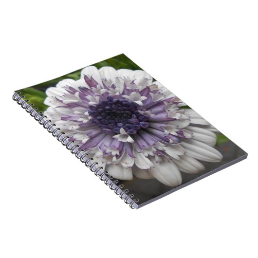 Carnet Brett (Côté Droit)