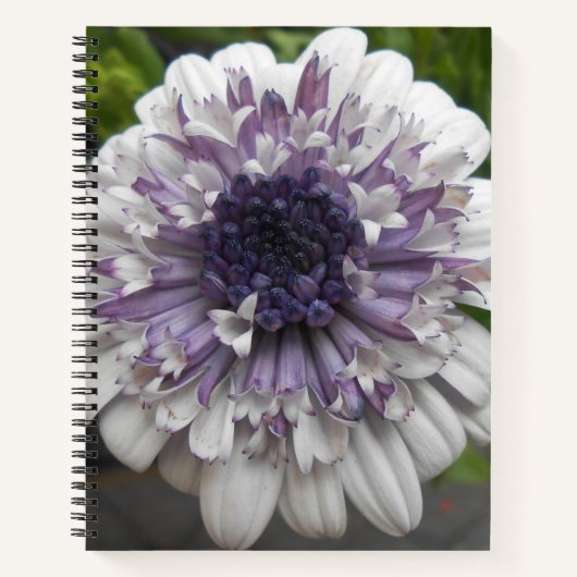 Carnet Brett (Devant)