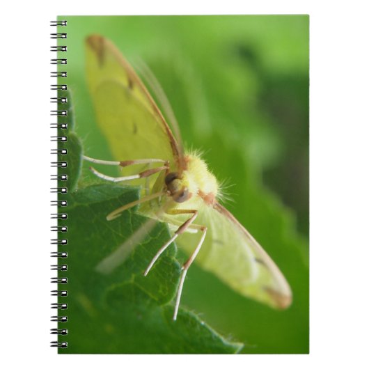 Carnet Brimstone Moth (Devant)
