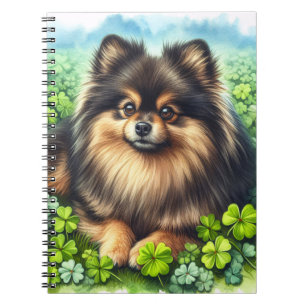 Carnet Brindle Pomeranian Shamrock