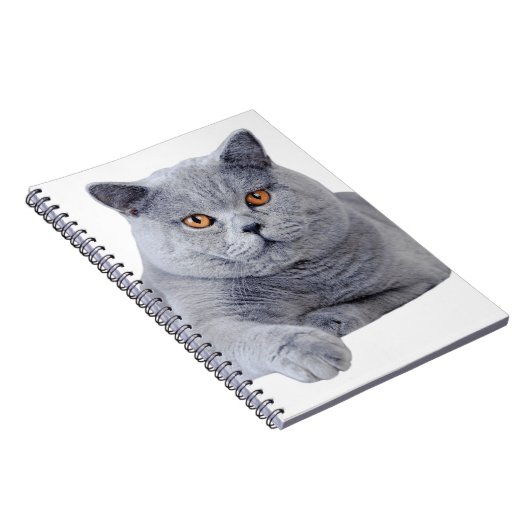 Carnet British shorthair (Côté Droit)