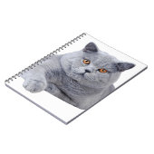 Carnet British shorthair (Côté gauche)
