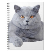 Carnet British shorthair (Devant)