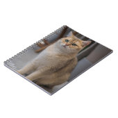 Carnet British Shorthair, race de chat, chat (Côté gauche)