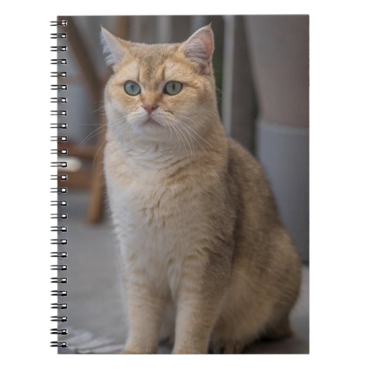 Carnet British Shorthair, race de chat, chat (Devant)