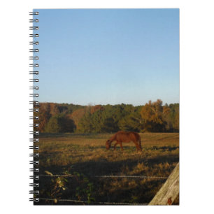 Carnet Brown horse in the Sun